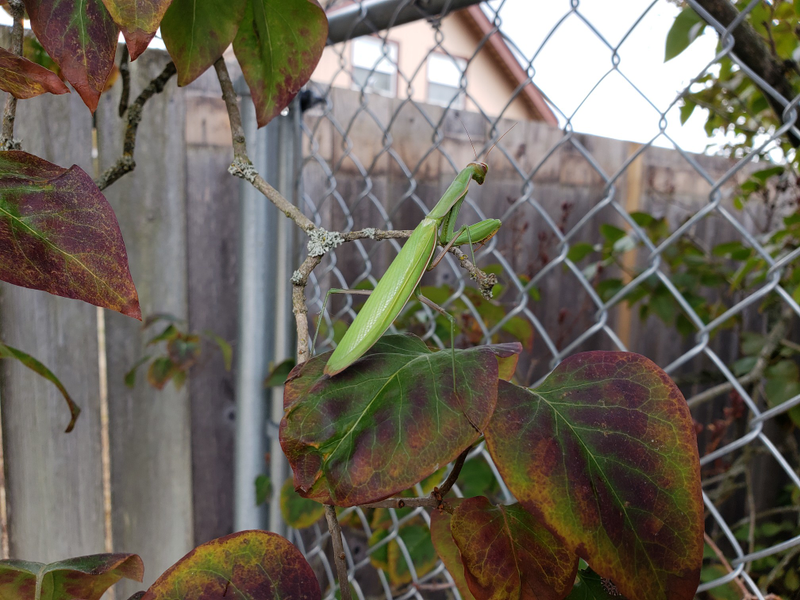 Illustration for article titled Find Peace, Young Mantis